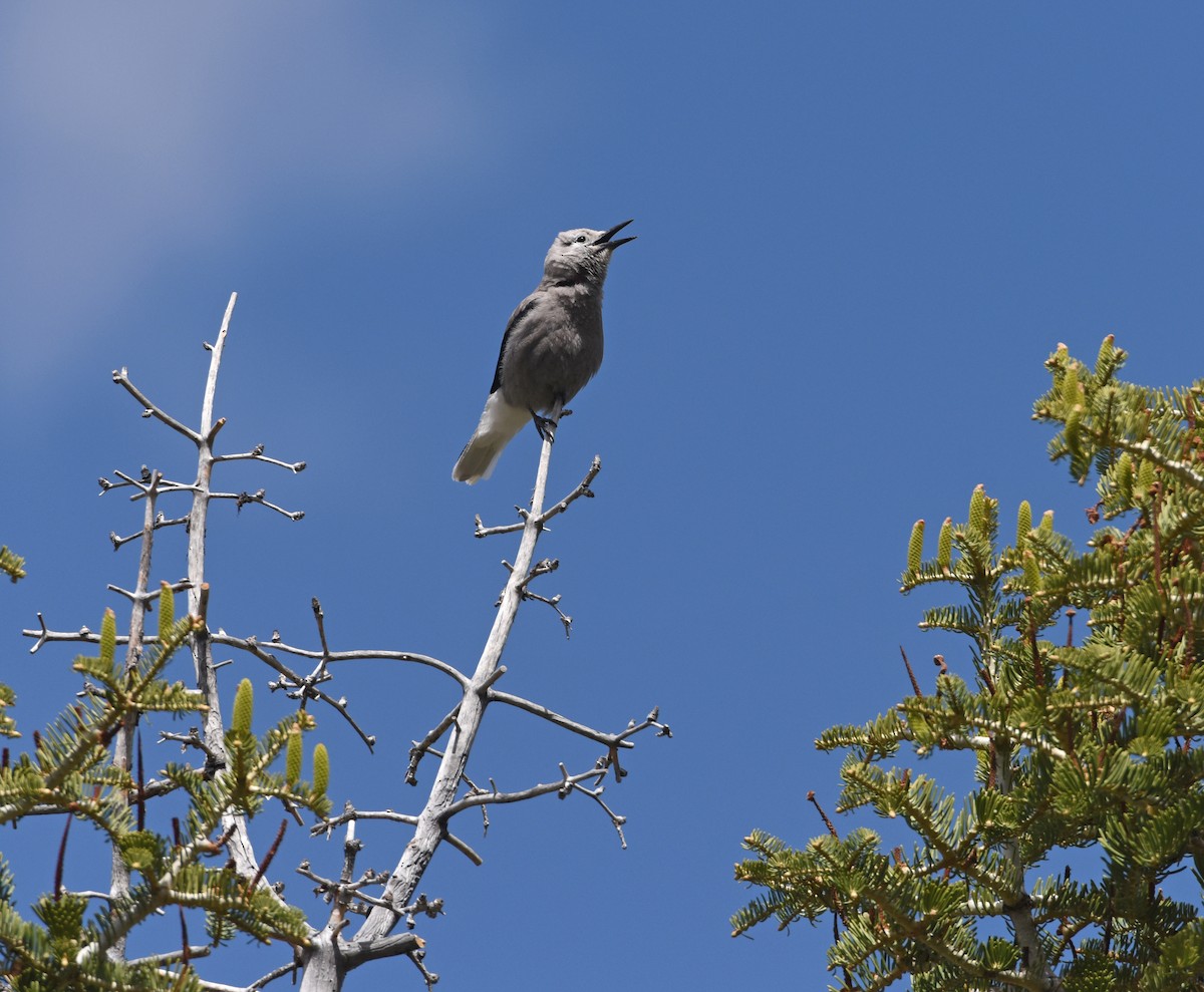 Clark's Nutcracker - ML645089771