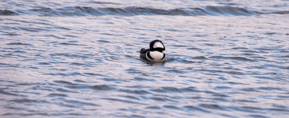 Hooded Merganser - ML645089780