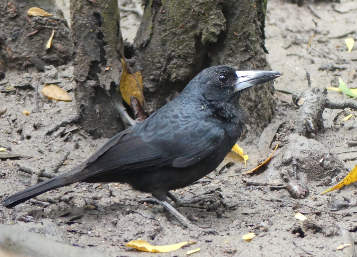 Black Butcherbird - ML645089782