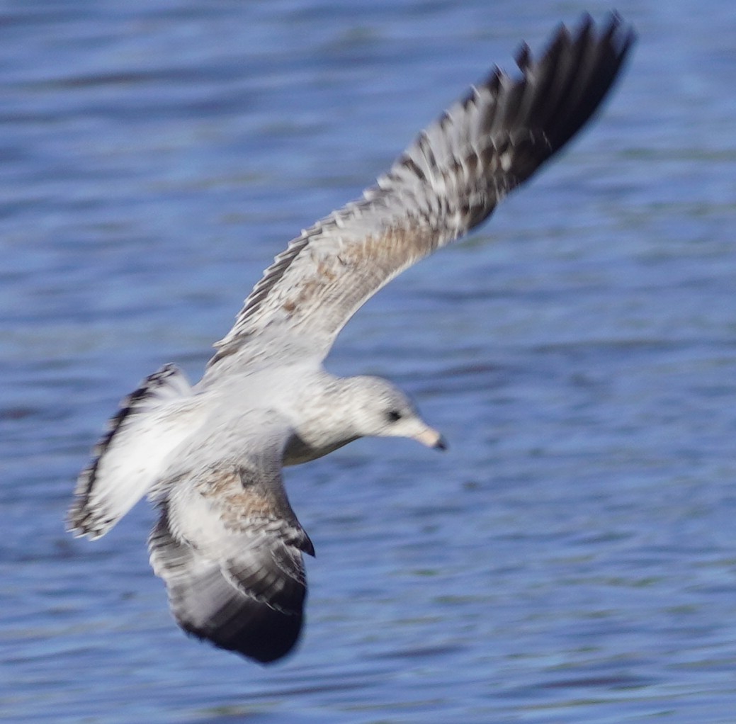 Ring-billed Gull - ML645089783