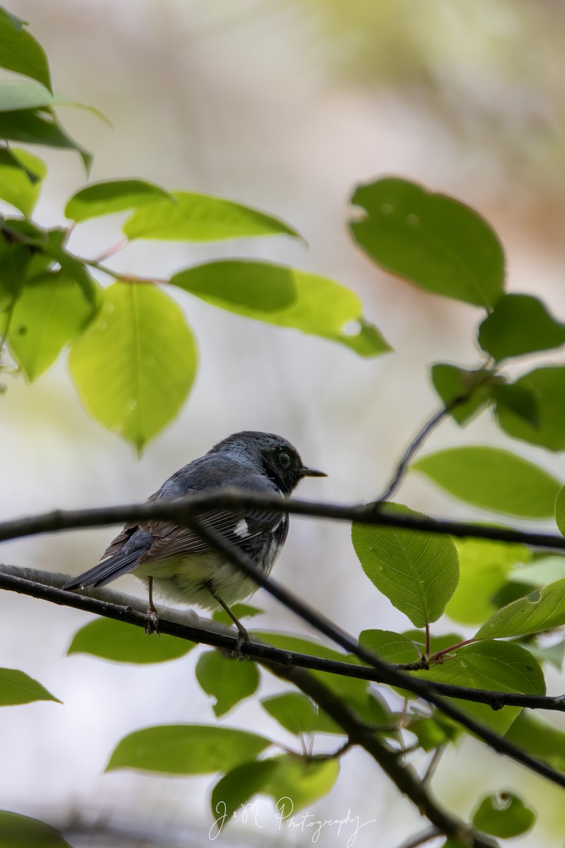 Black-throated Blue Warbler - ML645089785