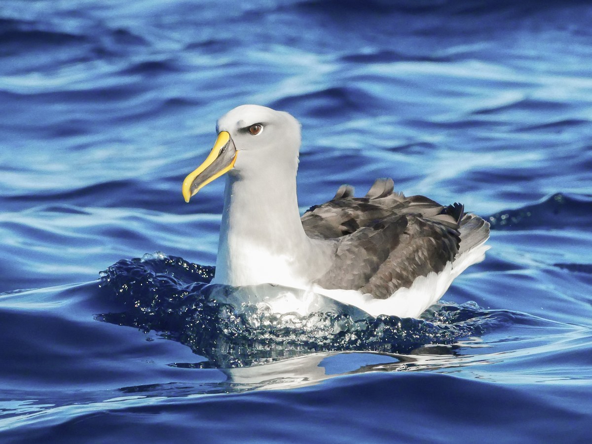 Buller's Albatross - ML645089787