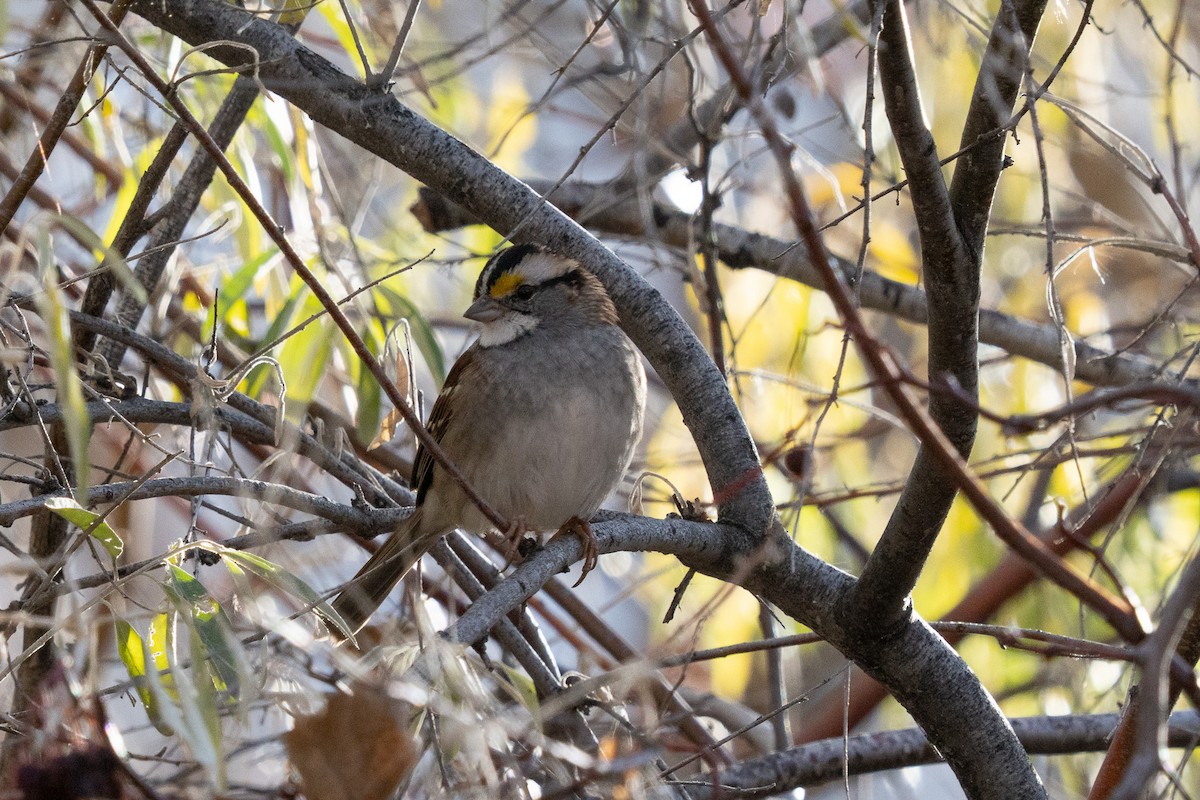 White-throated Sparrow - ML645089788