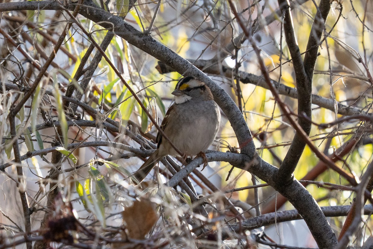White-throated Sparrow - ML645089789