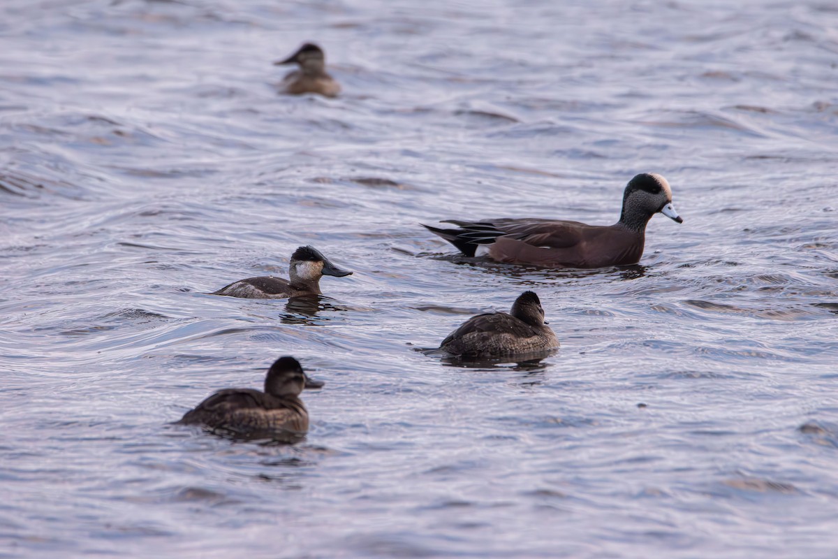 Ruddy Duck - ML645089790