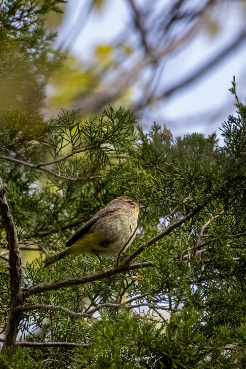 Palm Warbler - ML645089792