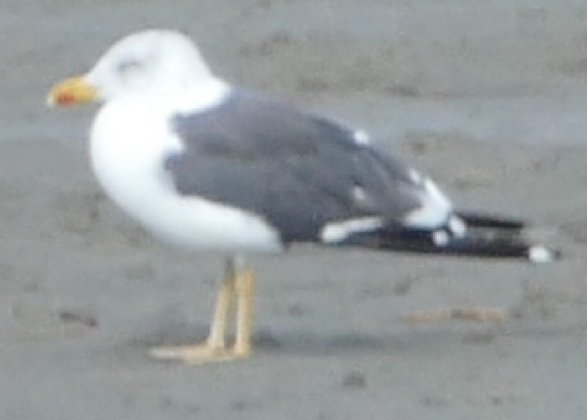 Lesser Black-backed Gull - ML645089797