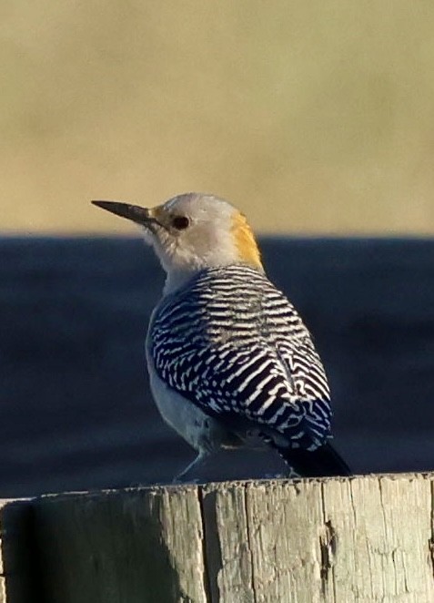 Golden-fronted Woodpecker - ML645089798