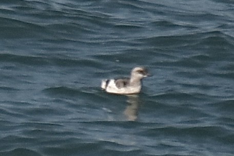 shearwater sp. - ML645089801