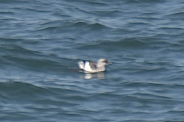 shearwater sp. - ML645089802