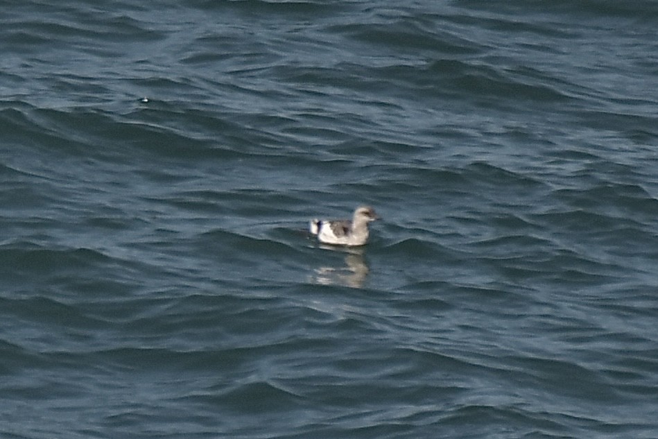 shearwater sp. - ML645089803
