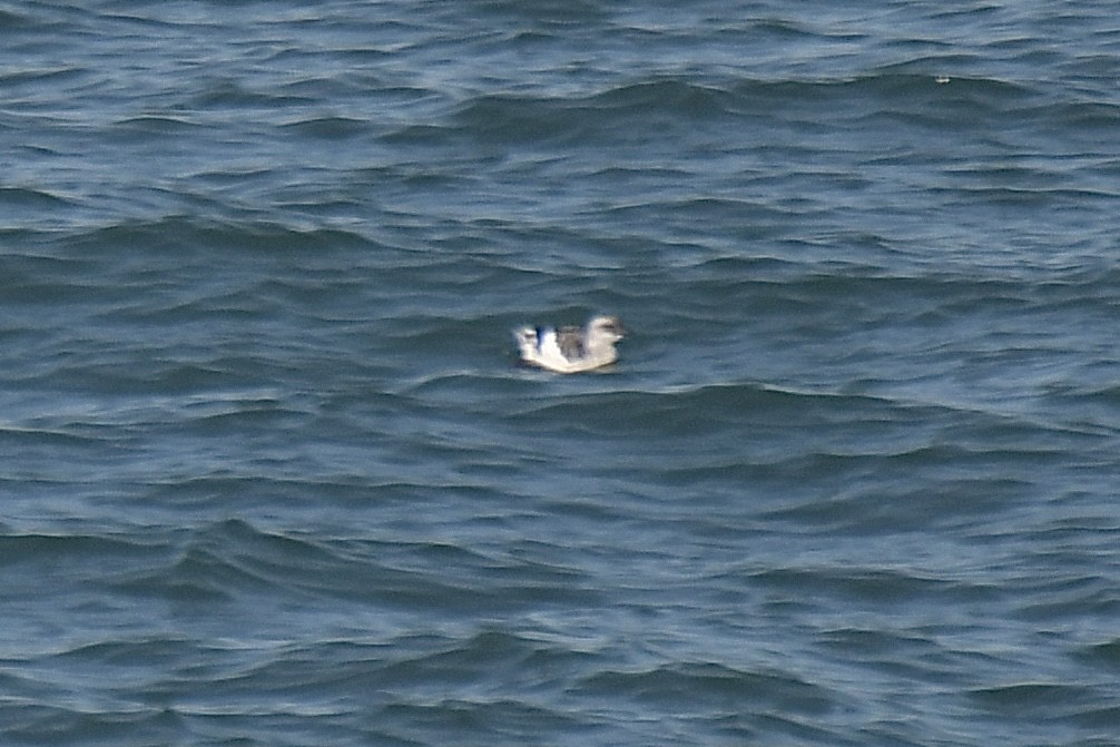 shearwater sp. - ML645089805