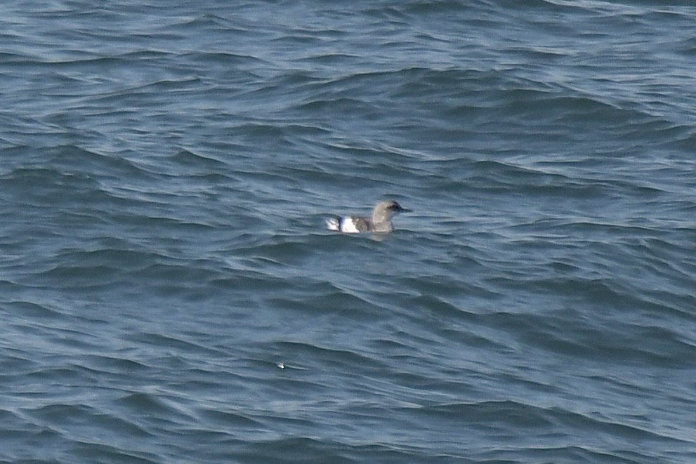 shearwater sp. - ML645089806