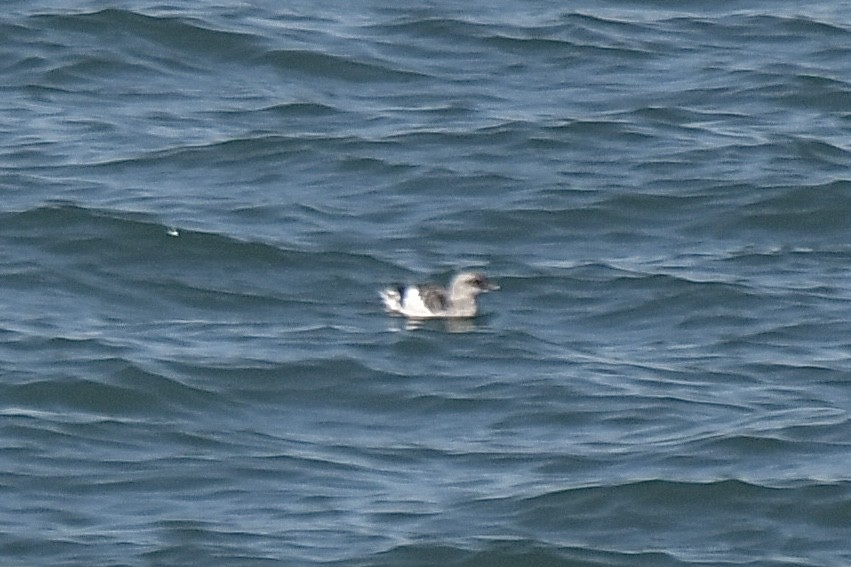 shearwater sp. - ML645089807