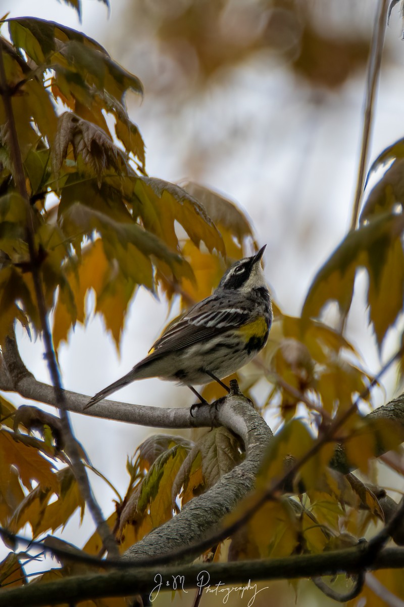Yellow-rumped Warbler - ML645089810