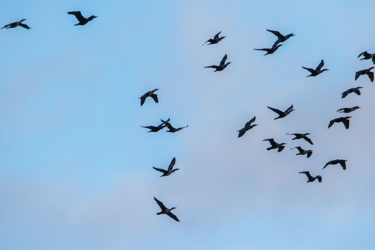 Double-crested Cormorant - ML645089814