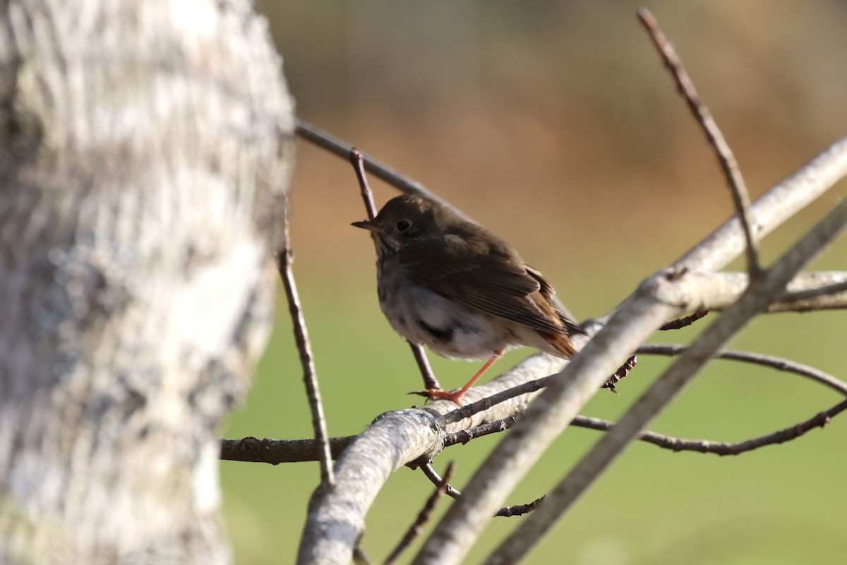 Hermit Thrush - ML645089817