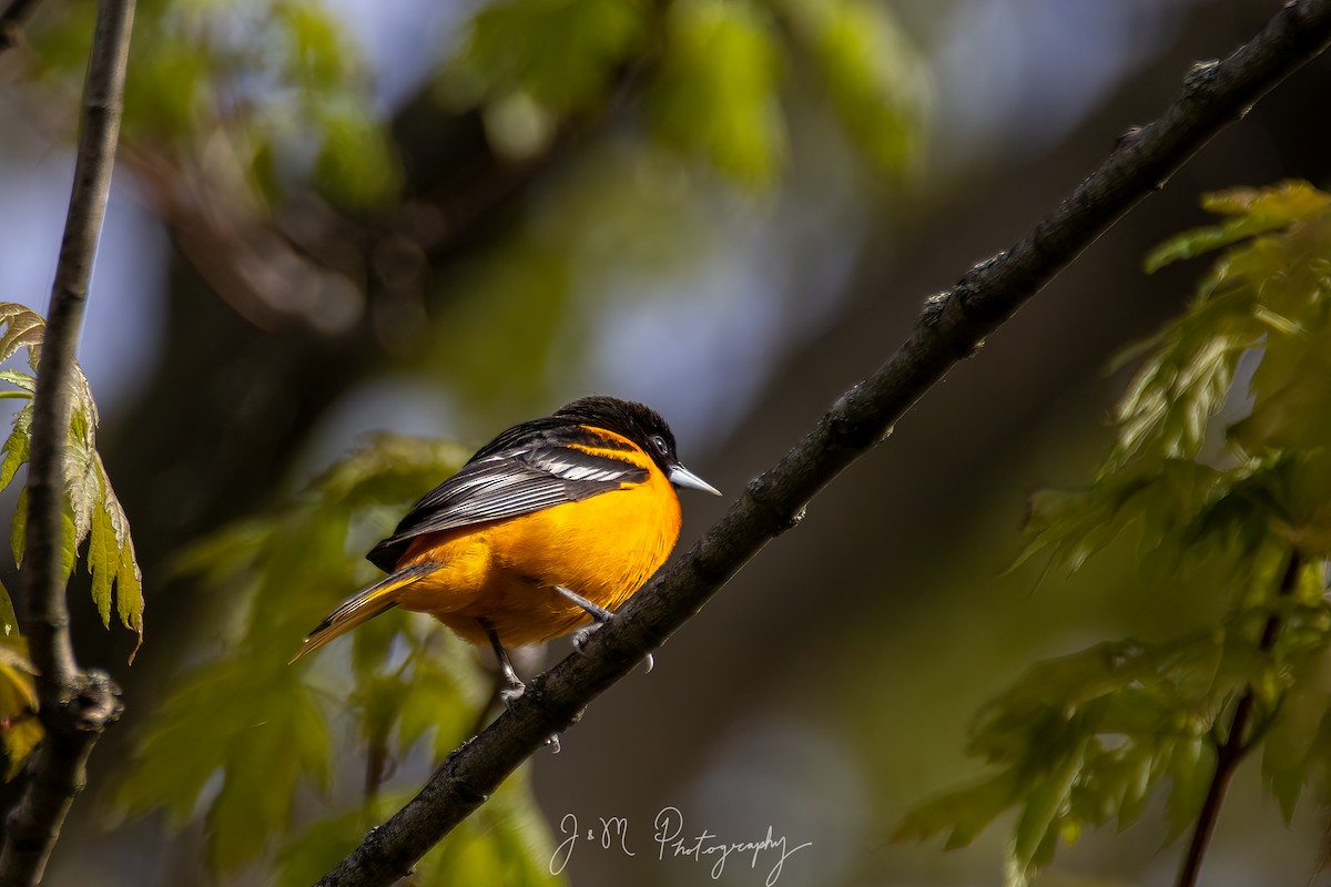 Baltimore Oriole - ML645089818