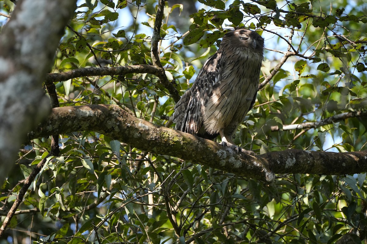 Grand-duc brun - ML645089821