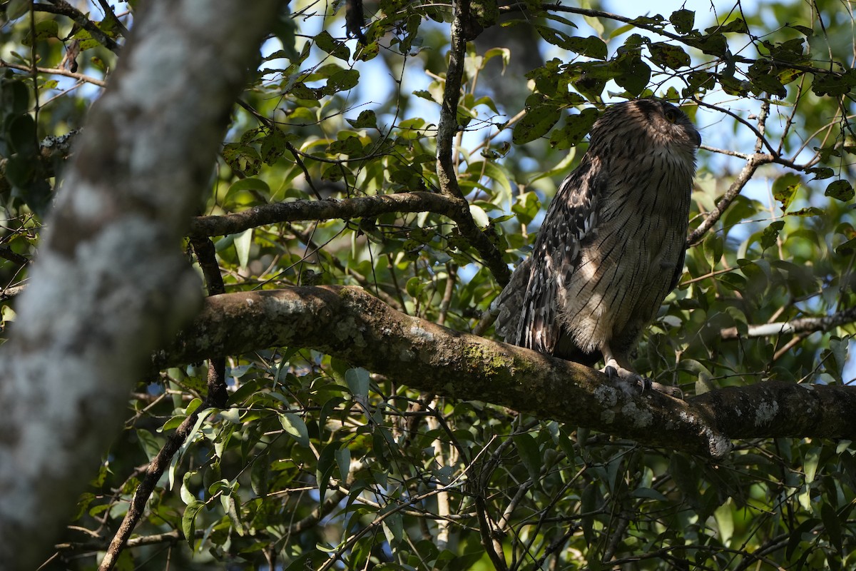 Grand-duc brun - ML645089822