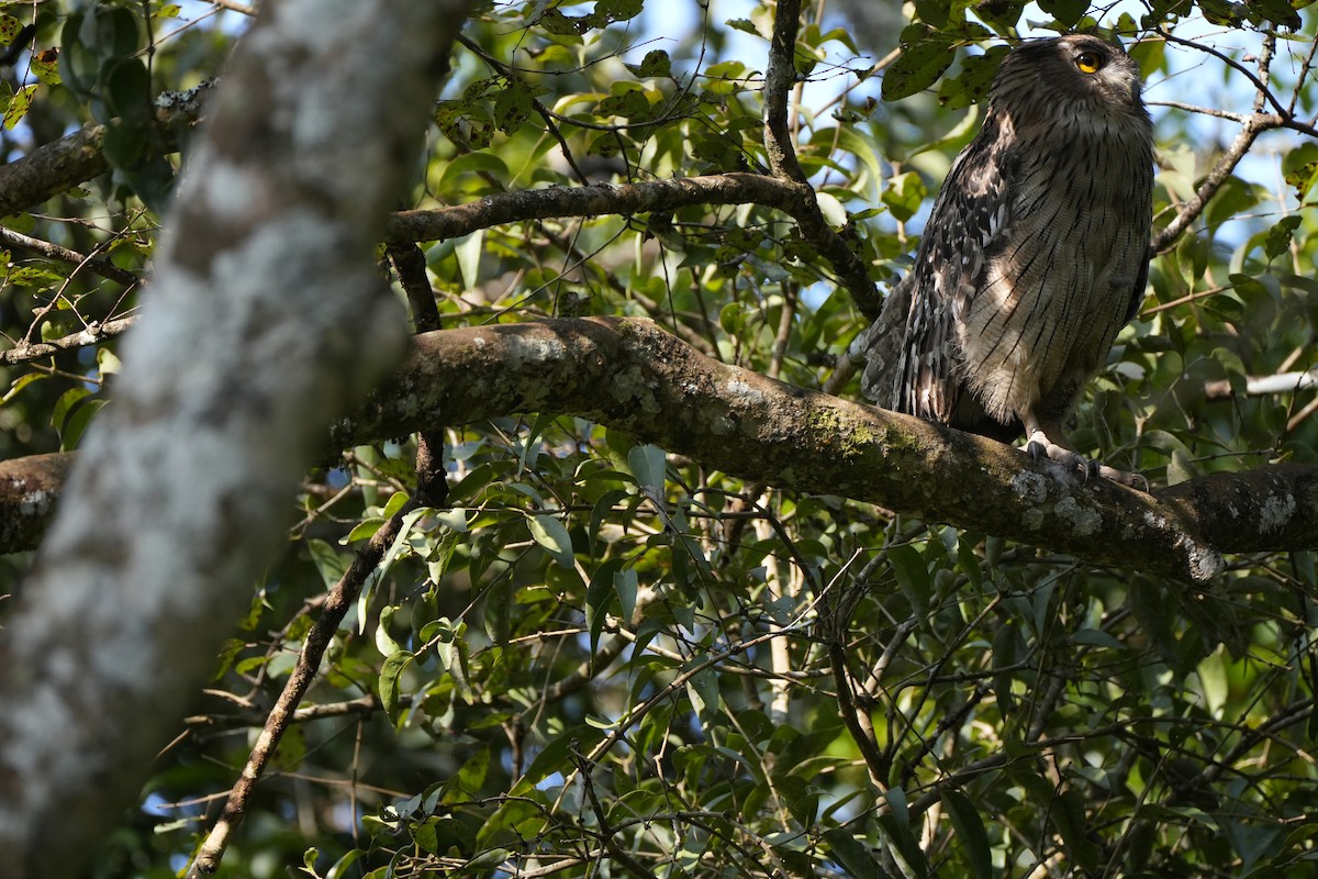 Grand-duc brun - ML645089823