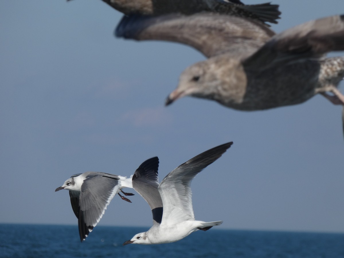 Laughing Gull - ML645089826