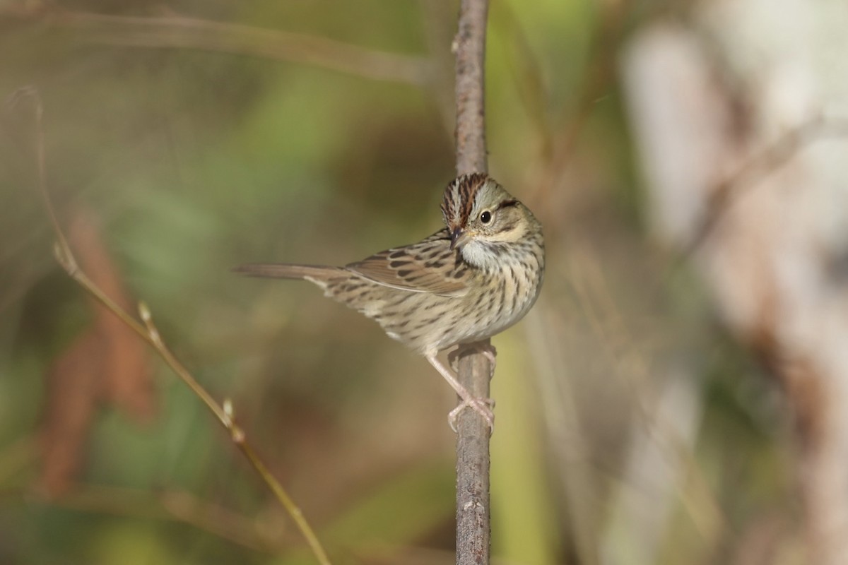 Lincoln's Sparrow - ML645089829