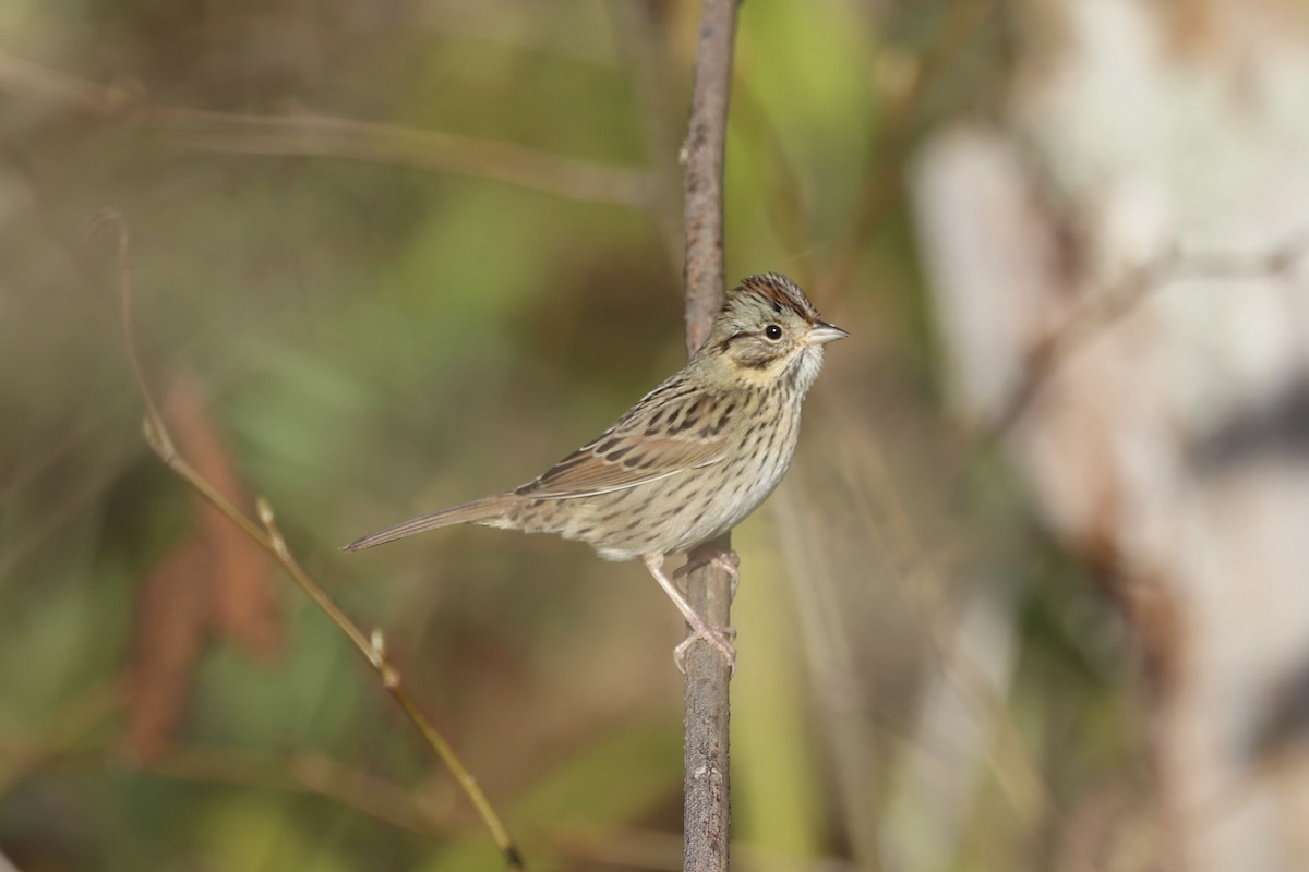 Lincoln's Sparrow - ML645089830