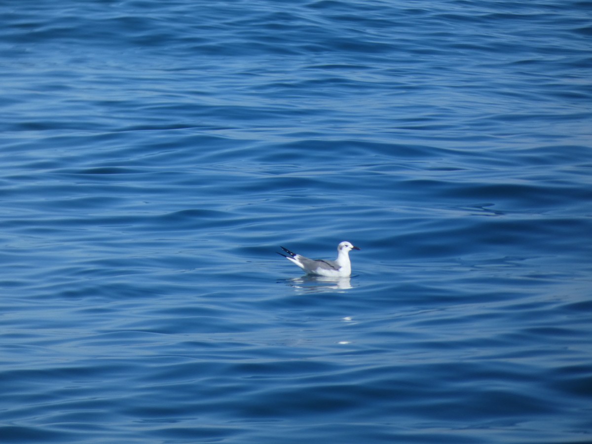 Bonaparte's Gull - ML645089836