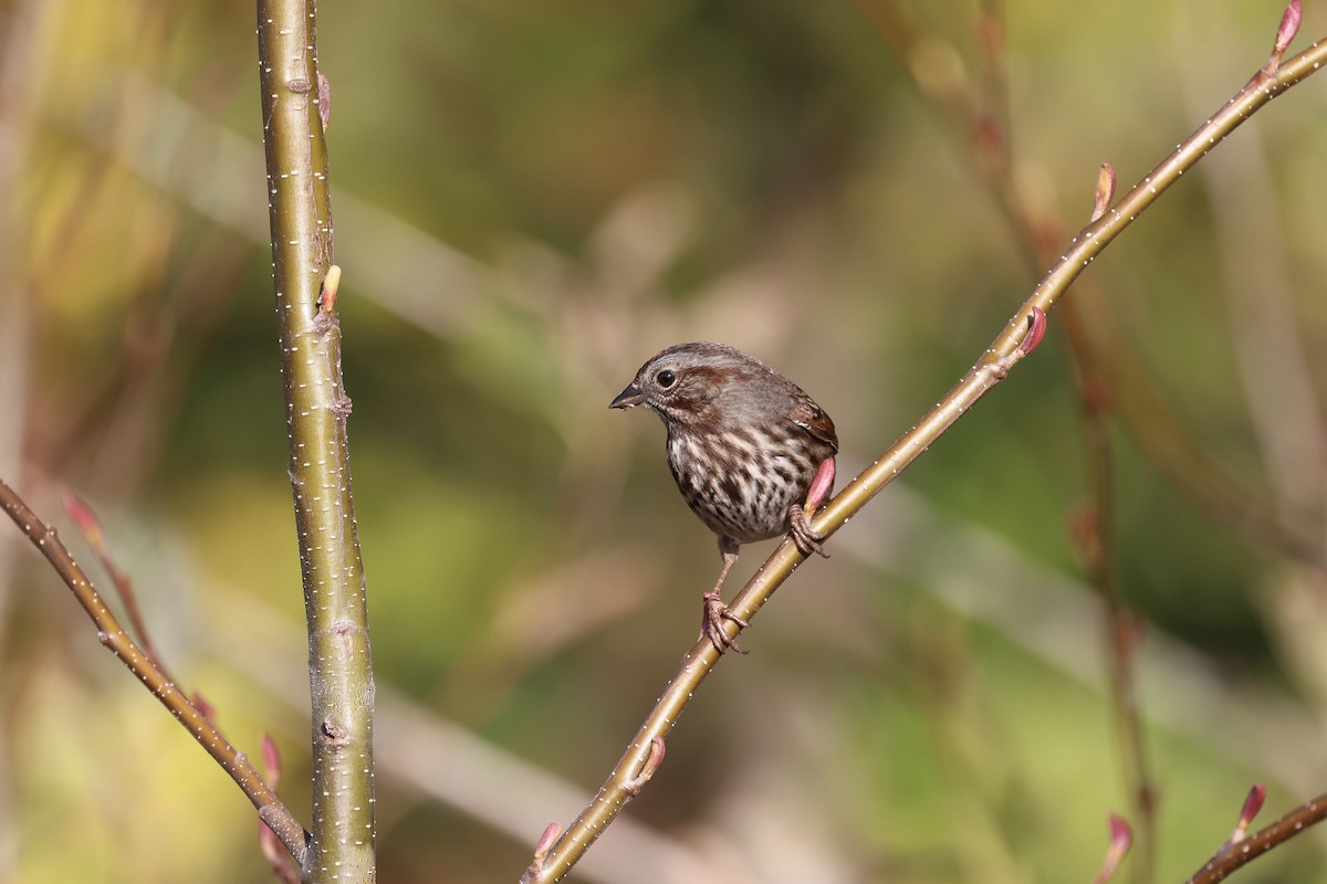 Song Sparrow - ML645089837