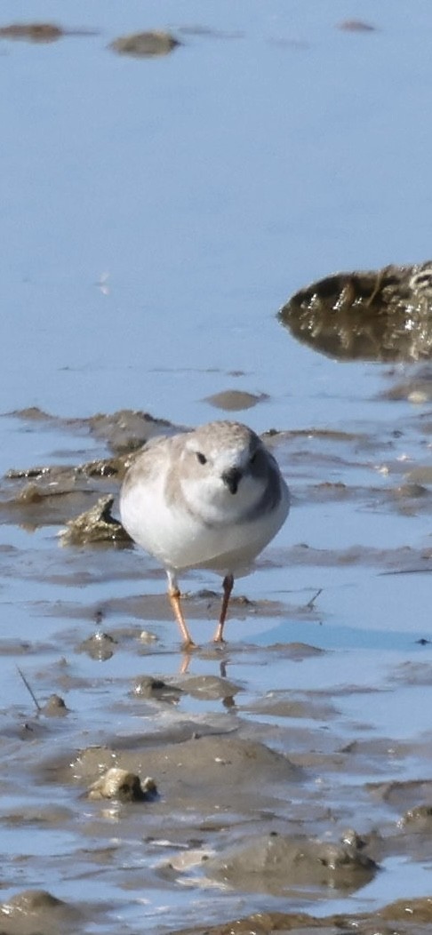 Piping Plover - ML645089840