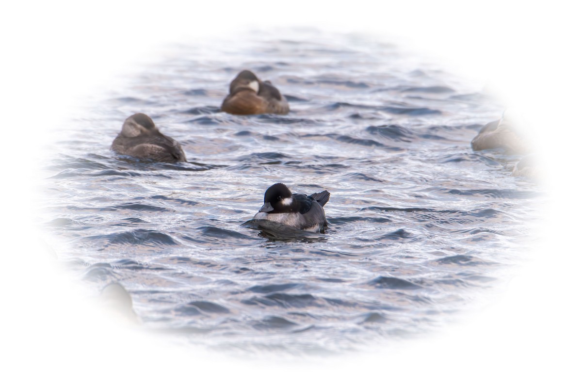 Гоголь-головастик - ML645089843