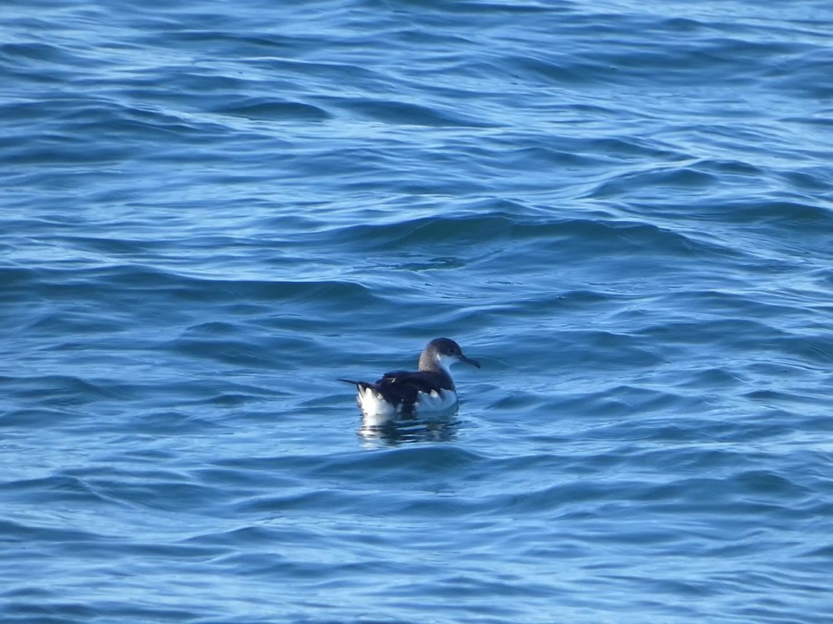 Manx Shearwater - ML645089844