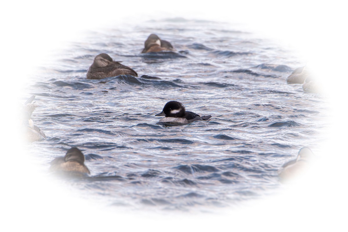 Гоголь-головастик - ML645089847