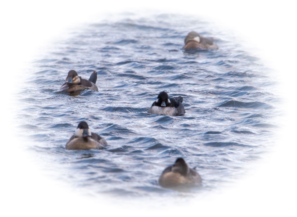 Гоголь-головастик - ML645089851