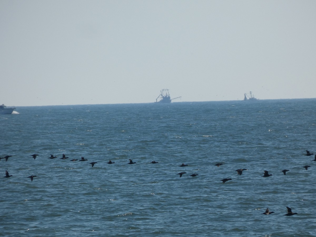 Black Scoter - ML645089852