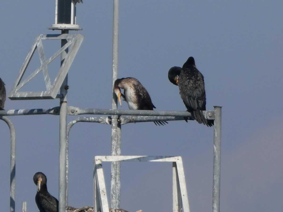 Great Cormorant - ML645089859