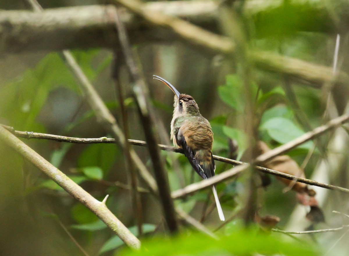 Long-tailed Hermit - ML645089862