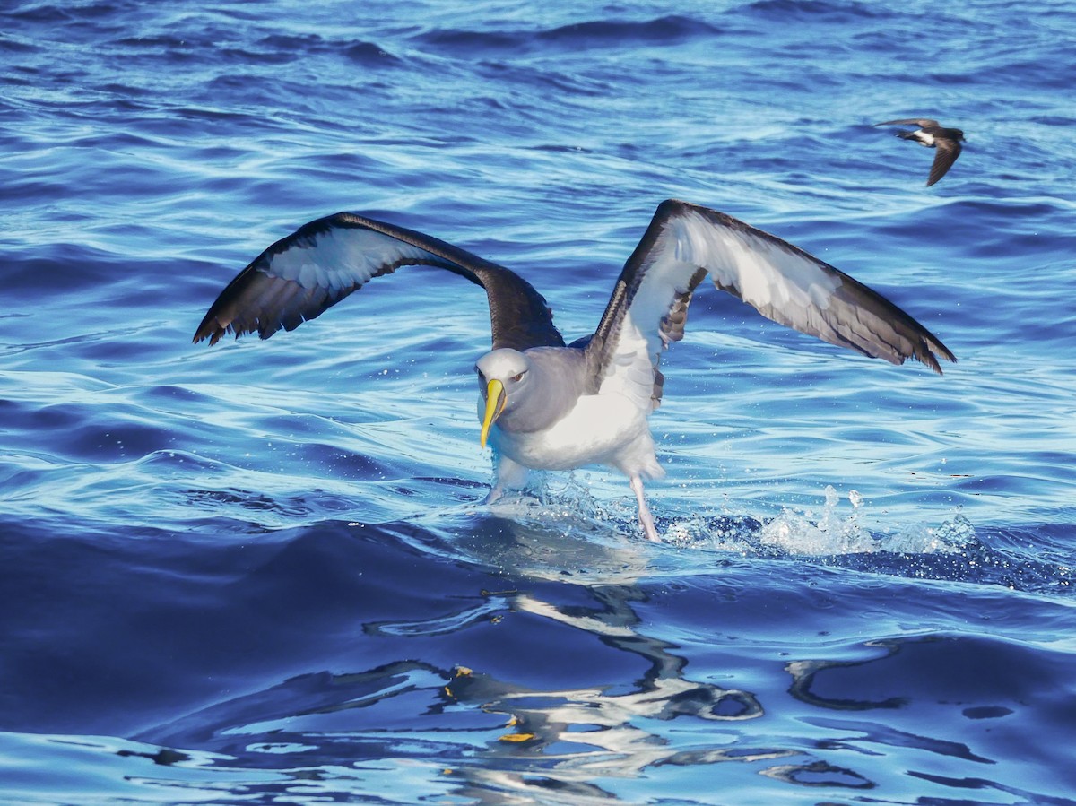 Buller's Albatross - ML645089868