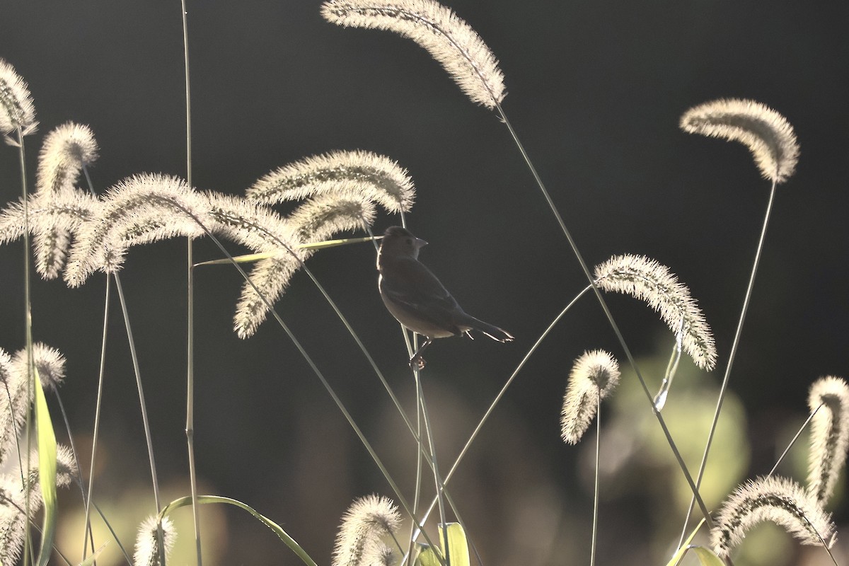 Passerin indigo - ML645089873