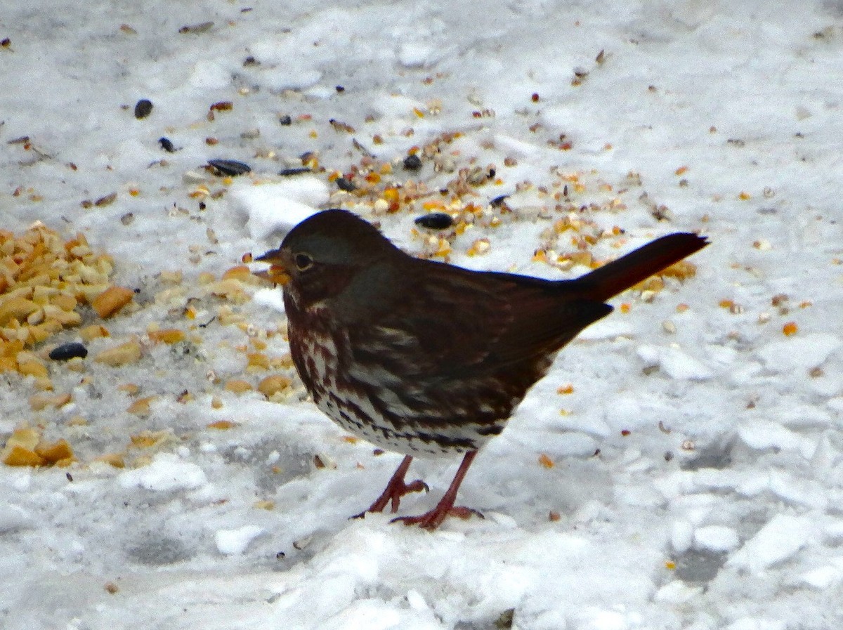 strnadec kaštanový - ML645089882