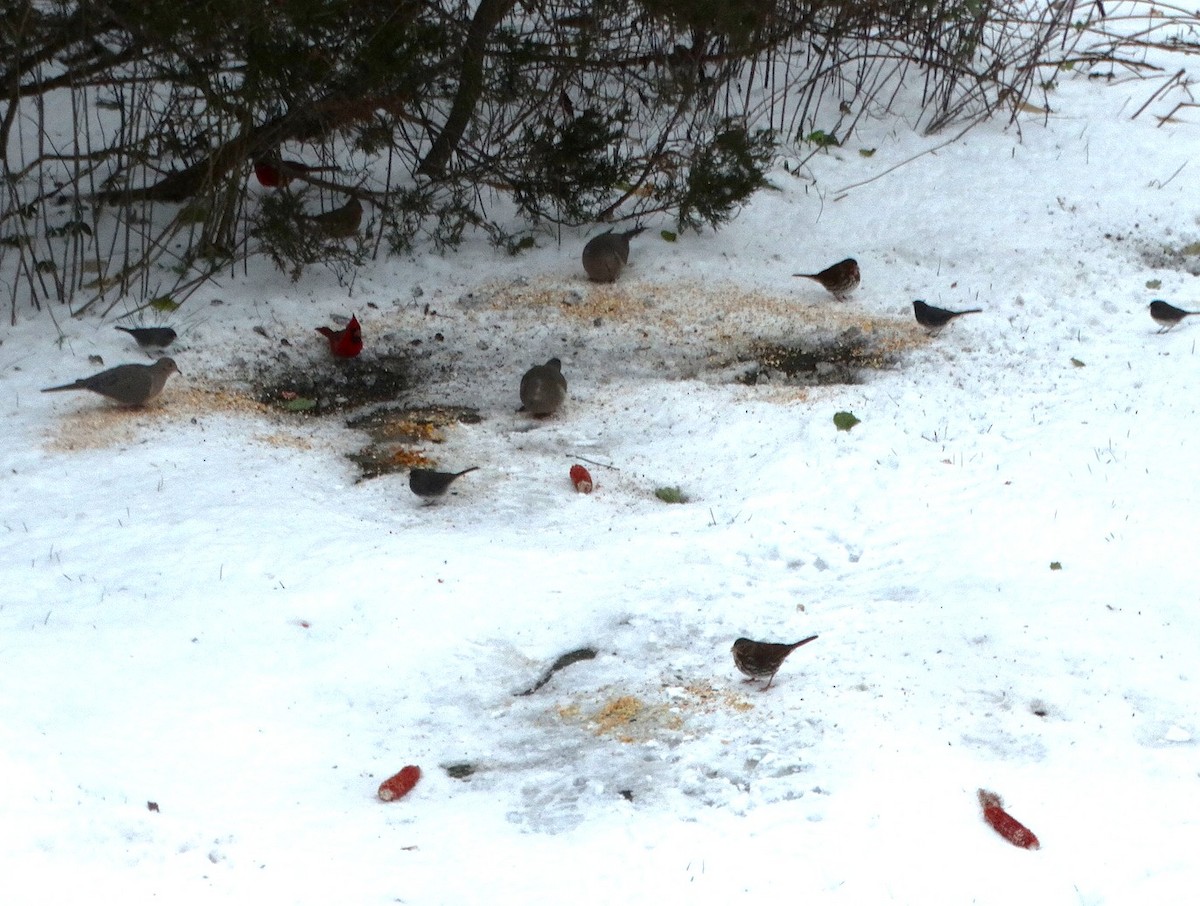 strnadec kaštanový - ML645089883