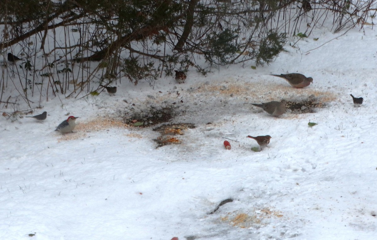 strnadec kaštanový - ML645089885