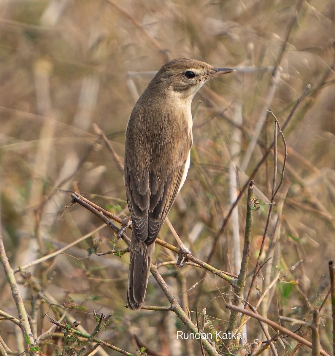 Booted Warbler - ML645089902