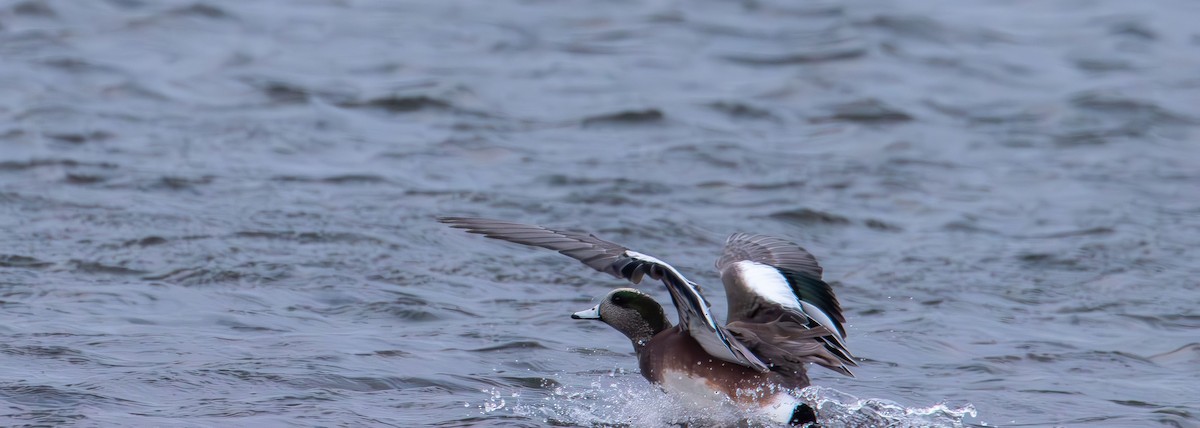 葡萄胸鴨 - ML645089903