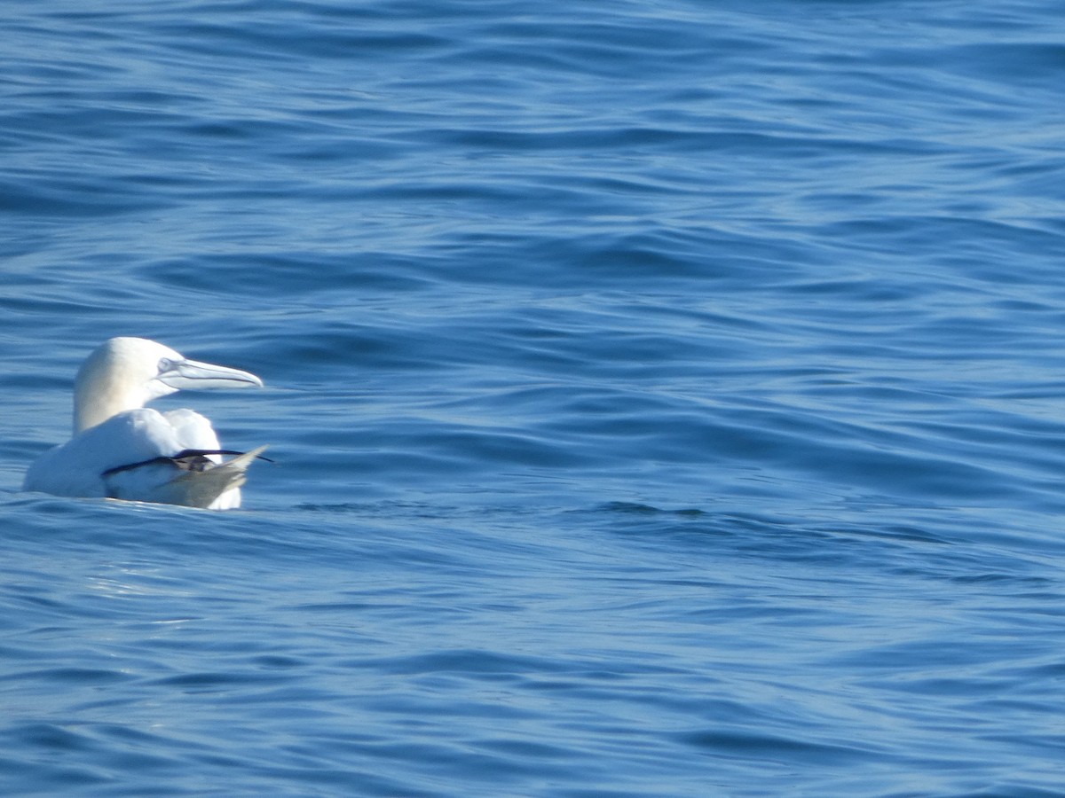 Northern Gannet - ML645089912