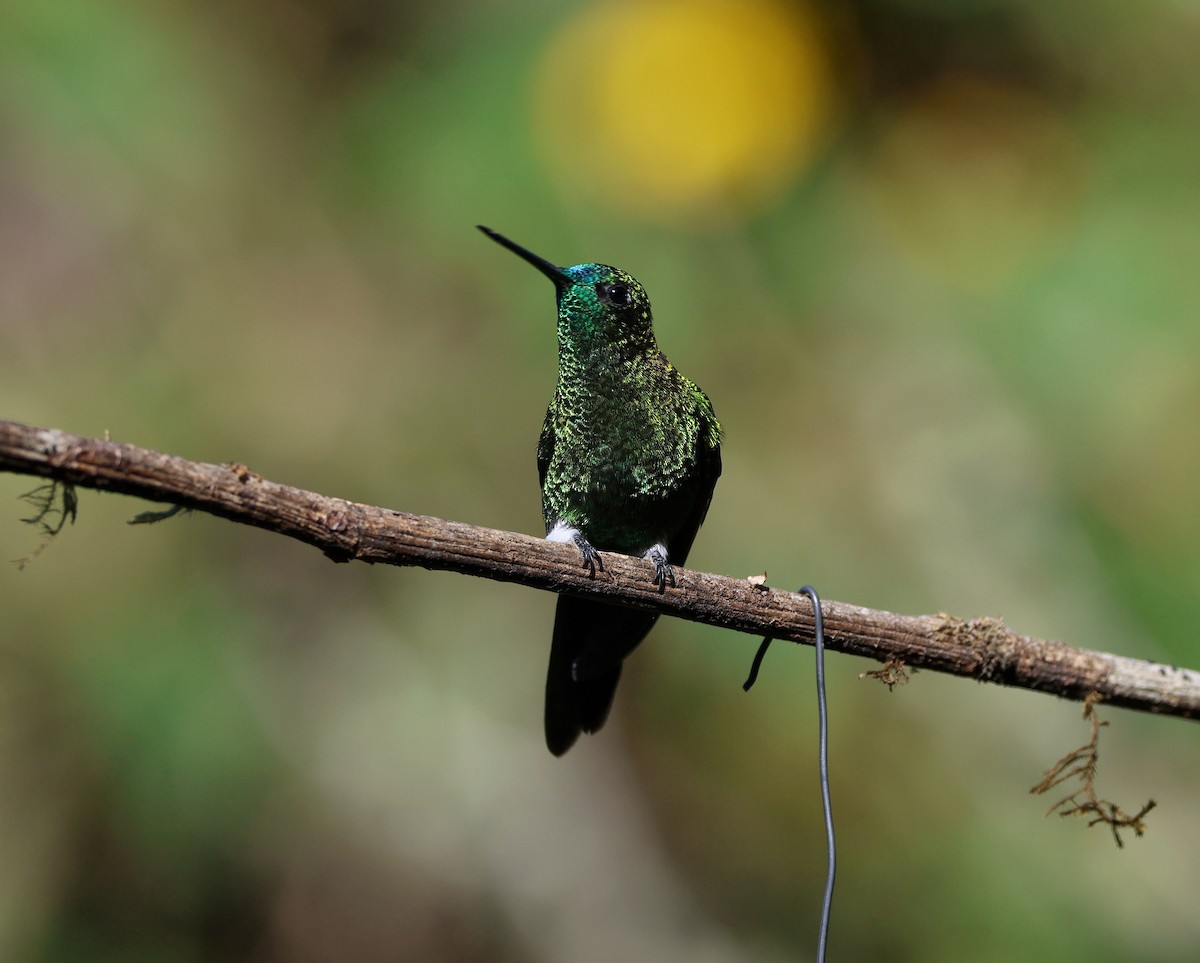 Sapphire-vented Puffleg - ML645089913