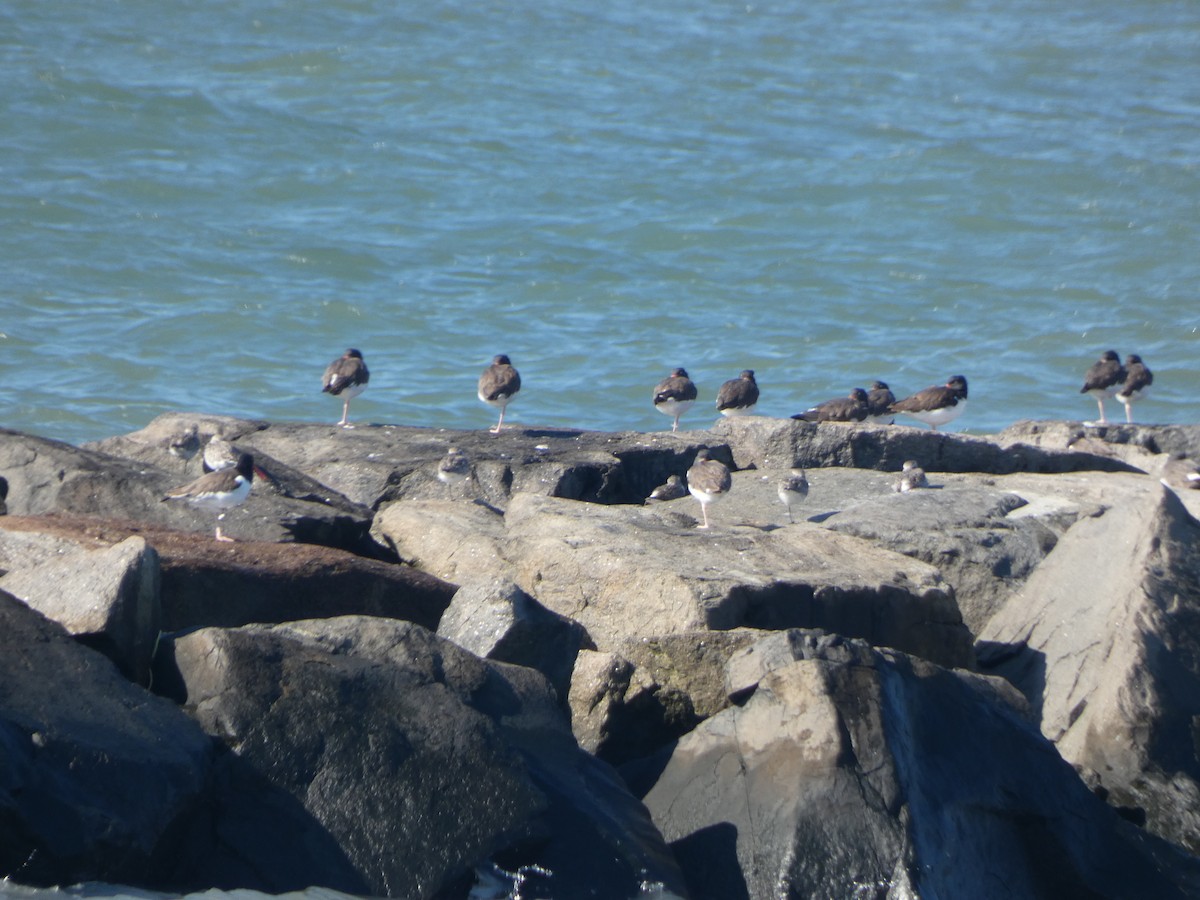 American Oystercatcher - ML645089922