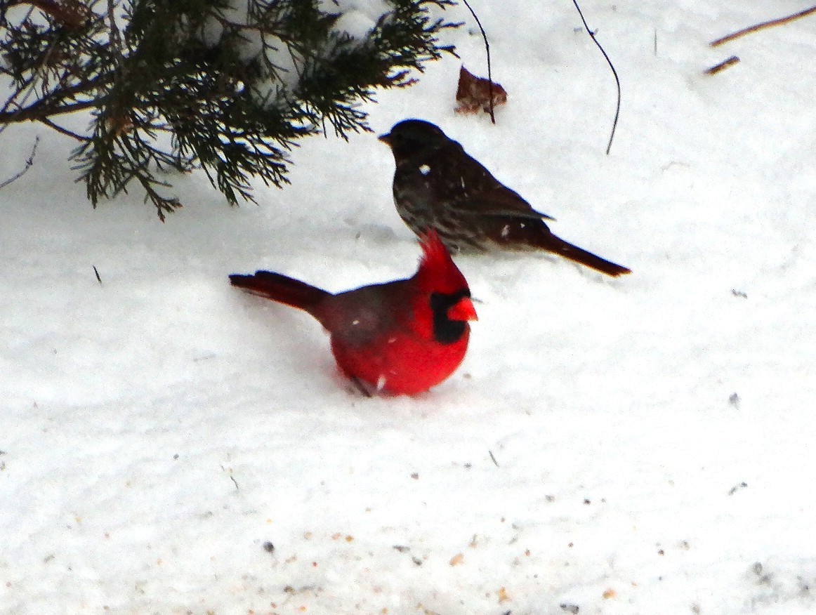 strnadec kaštanový - ML645089927