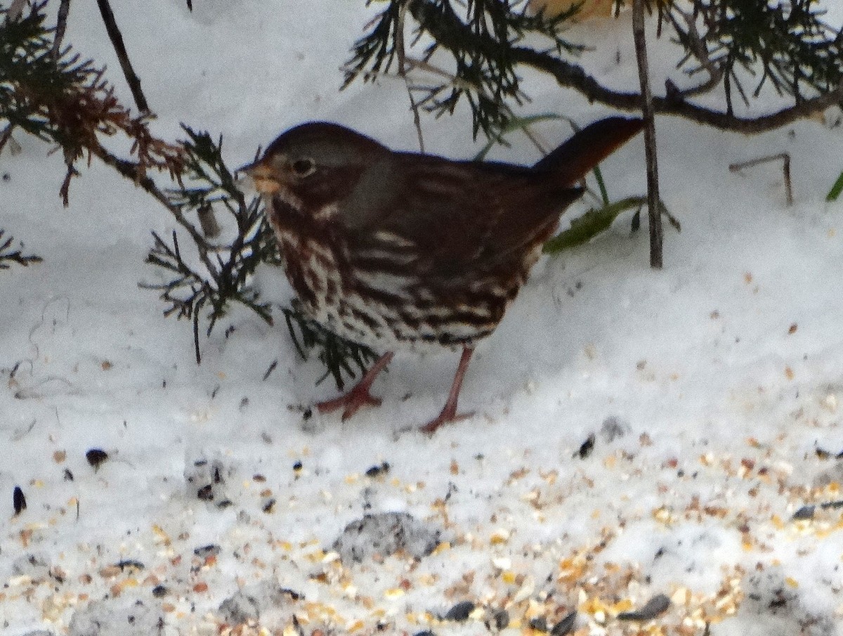 strnadec kaštanový - ML645089931